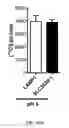 Fig. 33 - Methods for identifying compounds as modulators of SLC38A9 interactions
