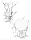 Fig. 06 - Device and method for gaze attraction toward camera