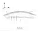 Fig. 09 - Curved body and wearable device therewith