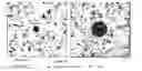 Fig. 01 - Methods for modeling hepatic inflammation