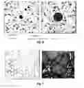 Fig. 06 - Methods for modeling hepatic inflammation