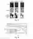 Fig. 09 - Method for extracting morphological characteristics from a sample of  biological material