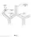 Fig. 15 - Navigation of tubular networks
