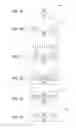 Fig. 02 - AMORPHIZATION LAYER, SELECTIVE, DEFECT FREE SUPERACTIVATION