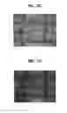 Fig. 12 - LIGHT EMITTING DIODE HAVING VERTICAL TOPOLOGY AND METHOD OF MAKING THE SAME
