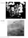 Fig. 09 - Positive electrode active material, all-solid-state battery and method for producing all-solid-state battery