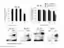 Fig. 07 - Methods for obtaining stem cells