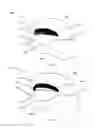 Fig. 11 - Makeup application assist device