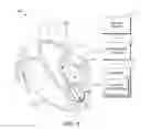Fig. 02 - Method of exploring or mapping internal cardiac structures