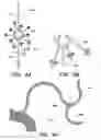 Fig. 05 - CATHETER BALLOON METHODS AND APPARATUS EMPLOYING SENSING ELEMENTS
