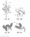 Fig. 06 - CATHETER BALLOON METHODS AND APPARATUS EMPLOYING SENSING ELEMENTS