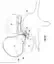 Fig. 15 - Device and method for simultaneous detection, monitoring and prevention of cerebral emboli
