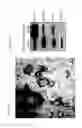 Fig. 02 - Nanostructures for modulating intercellular communication and uses thereof