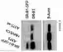 Fig. 08 - Nanostructures for modulating intercellular communication and uses thereof
