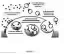 Fig. 40 - Nanostructures for modulating intercellular communication and uses thereof
