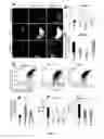 Fig. 06 - BENZENETRICARBOXYLIC ACID AND METHODS OF USE