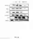 Fig. 06 - COMPOSITION FOR IMPROVING BIOAVAILBILITY AND EFFICACY OF TAXANE