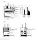Fig. 03 - Combination therapy for MDS