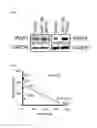 Fig. 28 - Combination therapy for MDS