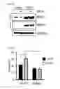 Fig. 40 - Combination therapy for MDS