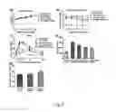 Fig. 08 - extract, preparation method for same, and use thereof in sugar reduction, weight loss, and lipid reduction