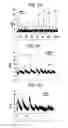 Fig. 10 - NITRITE AND NITRITE-METHEME THERAPY TO DETOXIFY STROMA-FREE HEMOGLOBIN BASED BLOOD SUBSTITUTES