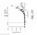 Fig. 43 - Genetic engineering of macrophages for immunotherapy