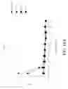 Fig. 46 - Genetic engineering of macrophages for immunotherapy