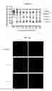Fig. 26 - Compositions and methods for treating type 1 and type 2 diabetes and related disorders
