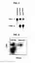 Fig. 03 - Composition for inducing proliferation or accumulation of regulatory T cells