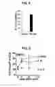 Fig. 04 - Composition for inducing proliferation or accumulation of regulatory T cells