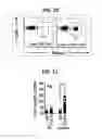 Fig. 08 - Composition for inducing proliferation or accumulation of regulatory T cells
