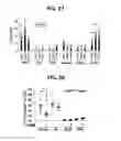 Fig. 20 - Composition for inducing proliferation or accumulation of regulatory T cells