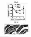 Fig. 30 - Composition for inducing proliferation or accumulation of regulatory T cells