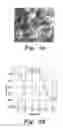 Fig. 04 - GREEN TEA EXTRACT COMPOSITION FOR HEPATIC FIBROSIS AND METHOD OF MAKING THE SAME