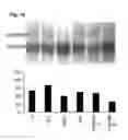 Fig. 13 - Inflammation inhibiting compounds
