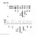 Fig. 16 - Inflammation inhibiting compounds