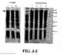 Fig. 12 - Composition for improving skin conditions comprising a fragment of human heat shock protein 90A as an active ingredient