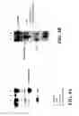 Fig. 13 - Composition for improving skin conditions comprising a fragment of human heat shock protein 90A as an active ingredient