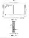 Fig. 16 - Composition for improving skin conditions comprising a fragment of human heat shock protein 90A as an active ingredient