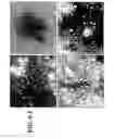 Fig. 19 - Composition for improving skin conditions comprising a fragment of human heat shock protein 90A as an active ingredient