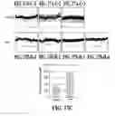 Fig. 27 - Composition for improving skin conditions comprising a fragment of human heat shock protein 90A as an active ingredient