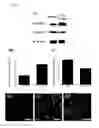 Fig. 04 - Method for treating pain and method for screening pharmaceutical compositions having an anti-pain effect