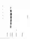 Fig. 35 - COMPOSITIONS AND METHODS FOR TREATING COLLAGEN-MEDIATED DISEASES