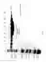 Fig. 46 - COMPOSITIONS AND METHODS FOR TREATING COLLAGEN-MEDIATED DISEASES