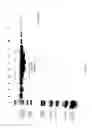 Fig. 48 - COMPOSITIONS AND METHODS FOR TREATING COLLAGEN-MEDIATED DISEASES