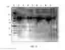 Fig. 53 - COMPOSITIONS AND METHODS FOR TREATING COLLAGEN-MEDIATED DISEASES