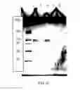 Fig. 55 - COMPOSITIONS AND METHODS FOR TREATING COLLAGEN-MEDIATED DISEASES