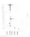 Fig. 58 - COMPOSITIONS AND METHODS FOR TREATING COLLAGEN-MEDIATED DISEASES