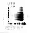 Fig. 72 - COMPOSITIONS AND METHODS FOR TREATING COLLAGEN-MEDIATED DISEASES